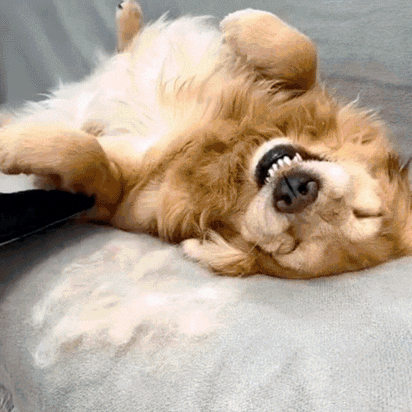 ShedGlove™- Fjern alt hår med ét strøg