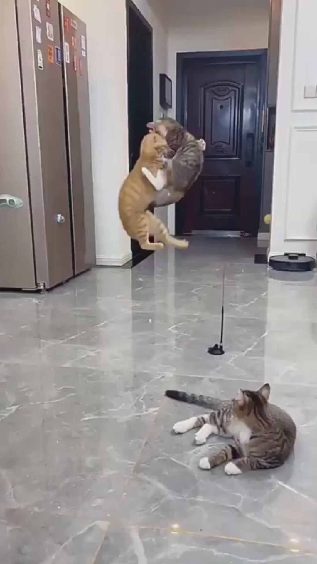 Swiftie - Får din kat til at føle sig som en jæger igen video