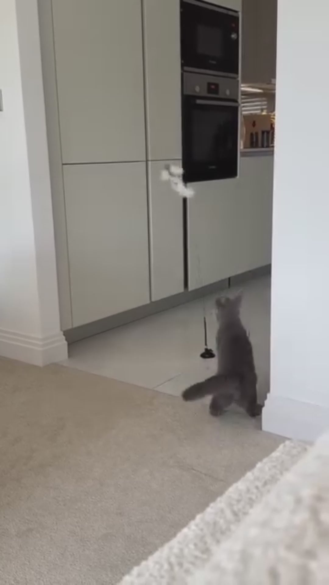 Swiftie - Får din kat til at føle sig som en jæger igen video