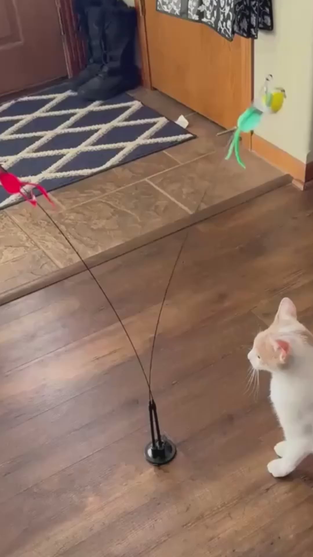 Swiftie - Får din kat til at føle sig som en jæger igen video