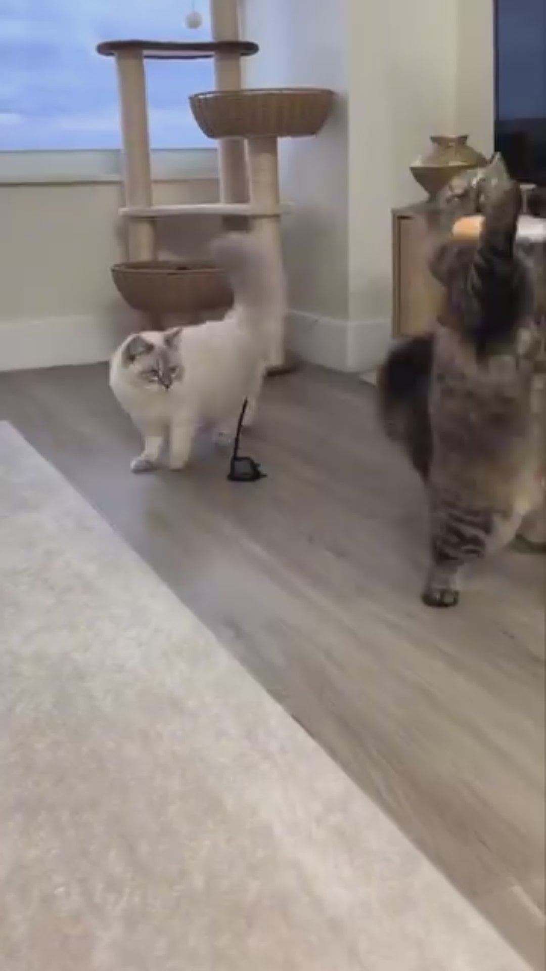 Swiftie - Får din kat til at føle sig som en jæger igen video